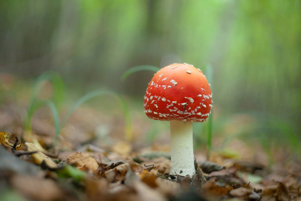 Amanita muscaria, een giftige paddenstoel in een bos - Foto, afbeelding