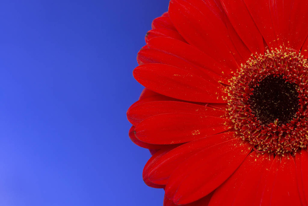 Una flor roja de gerberas sobre fondo azul
 - Foto, imagen