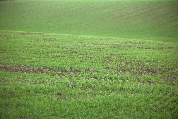 Το χωράφι του νεαρού σιταριού. Ιστορικό πράσινο γρασίδι - Φωτογραφία, εικόνα