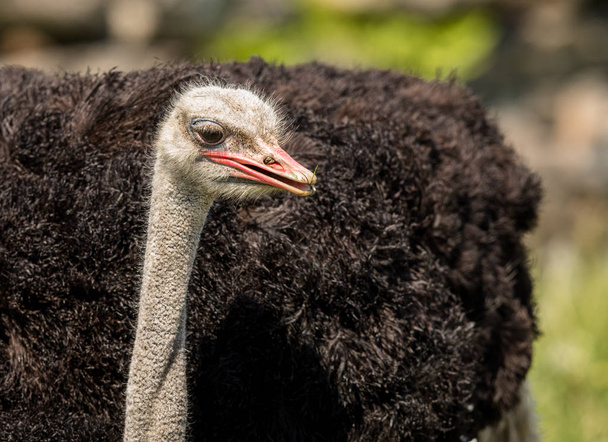 Common Ostrich, Struthio camelus, a nagy madár elülső nézete közelről - Fotó, kép