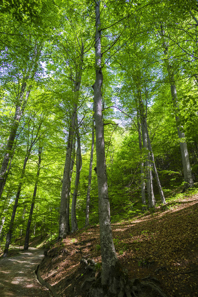 Green spring forest with tall trees - Φωτογραφία, εικόνα
