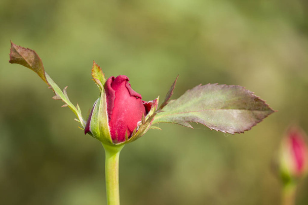 Gyönyörű fénykép a vörös rózsa Virág Bud. - Fotó, kép