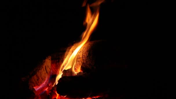 φλόγα τη νύχτα το κάψιμο ενός δέντρου - Πλάνα, βίντεο