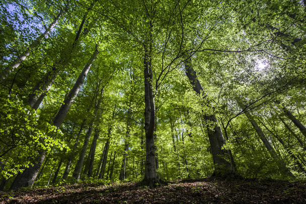 Zöld tavaszi erdő magas fákkal - Fotó, kép