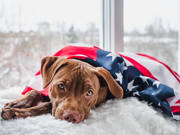 Pretty, charming puppy and American Flag. Close-up - Фото, зображення