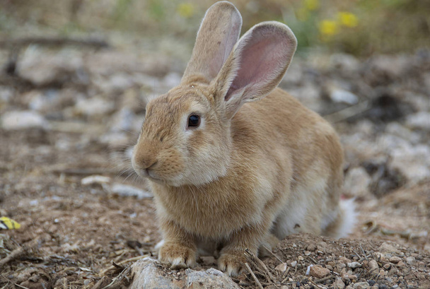 Vista de ángulo bajo de un conejo muy bonito y lindo con orejas grandes
 - Foto, Imagen