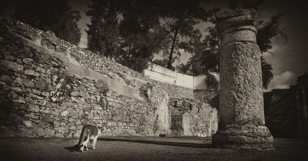 Gatto che cammina vicino ai gasdens
 - Foto, immagini