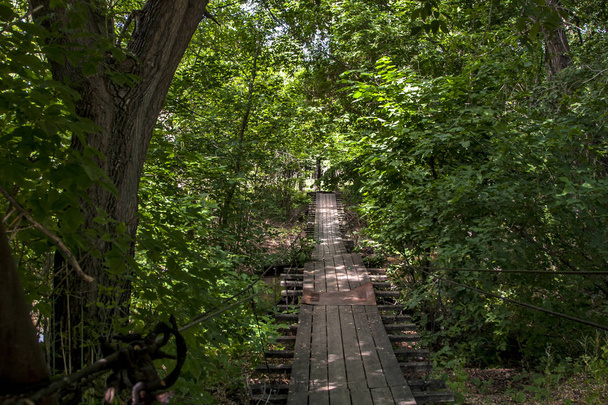 wooden bridge through the dense thicket - Fotó, kép