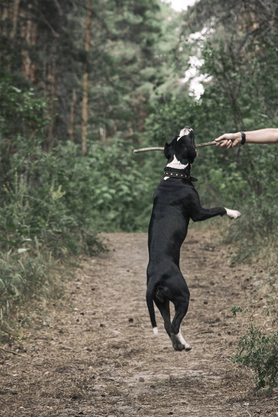 perro saltando por una varita
 - Foto, imagen