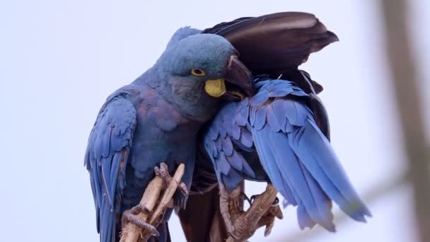Lear's Macaw (Anodorhynchus lear) is standing on the branch. - Footage, Video