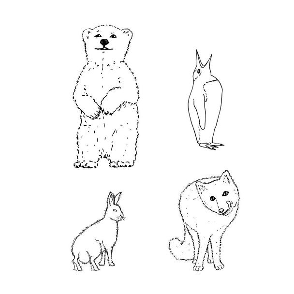 Joukko pohjoisen talvieläimiä: karhu, pingviini, kani, kettu. Käsi piirustus luonnos. Musta ääriviivat valkoisella taustalla. Vektoriesimerkki
 - Vektori, kuva
