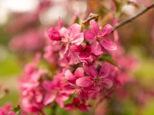 picture with pink flower fragments on a fuzzy background - Zdjęcie, obraz