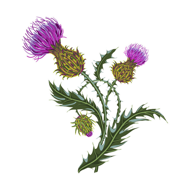 Hand drawn composition of a thistle flower. Milk Thistle isolated on white. - Wektor, obraz