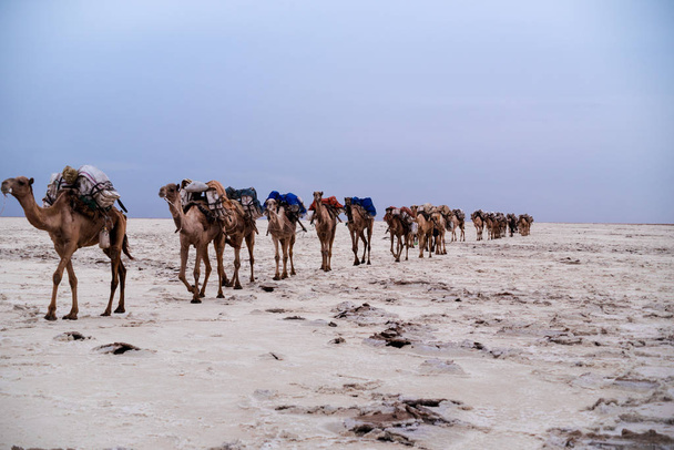 Camels caravan bring back salt harvest from the day - Foto, Imagem