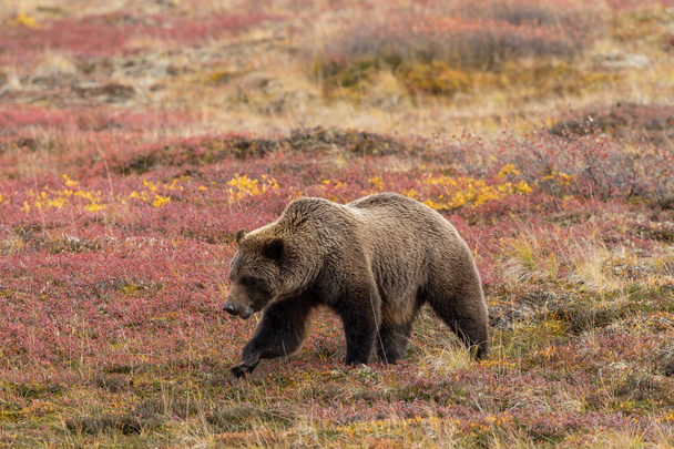 μια αρκούδα γκρίζλι στο Εθνικό Πάρκο Ντενάλι Αλάσκα το φθινόπωρο - Φωτογραφία, εικόνα