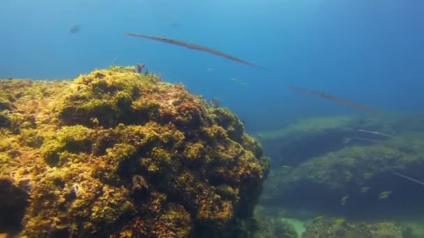 Pipefish School. Fish School Close Up. Colourful Pipe Fish Or Underwater Fishes - Footage, Video
