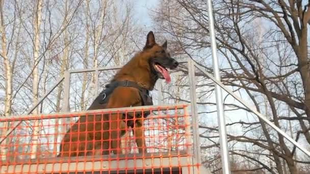 Çocuk parkındaki kürsüde Alman çoban köpeği - Video, Çekim