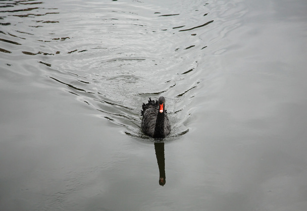 jediné Černá labuť - Fotografie, Obrázek