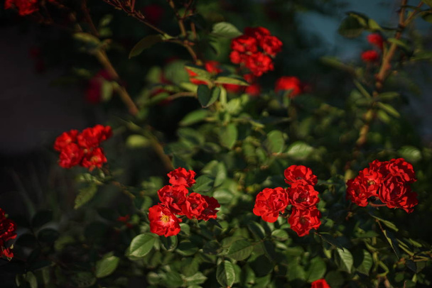 Piccole rose rosse crescono nel giardino estivo
. - Foto, immagini