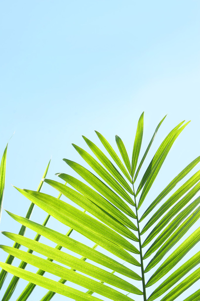 Пальмовые листья на фоне голубого летнего неба
 - Фото, изображение