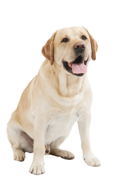 Yellow Retriever Labrador Dog - 写真・画像