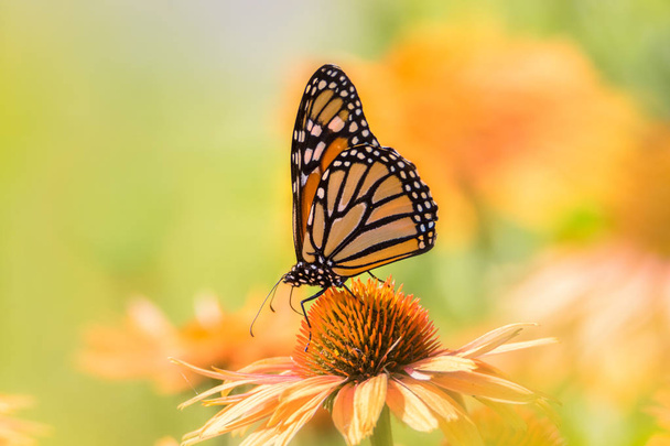 Zbliżenie Monarch motyl na echinacea z zielonym i żółtym nieostrym tle - Zdjęcie, obraz