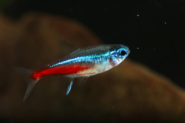 Neon tetra Paracheirodon innesi  freshwater fish  - Photo, Image