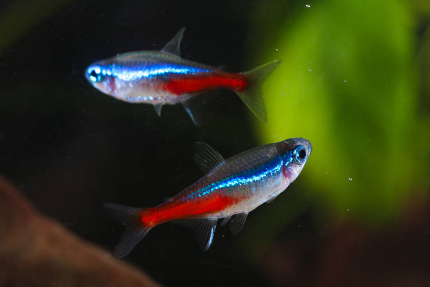 Dos peces de acuario Neon tetra Paracheirodon innesi
  - Foto, Imagen
