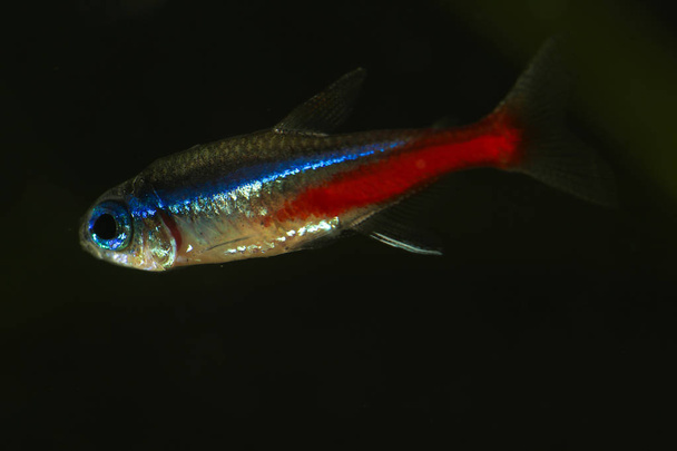 Neon tetra Paracheirodon innesi fish on the black  - Photo, Image
