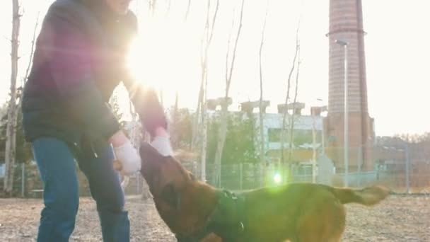 Egy német juhászkutya fogja a botot az edző kezében a fogakkal. - Felvétel, videó