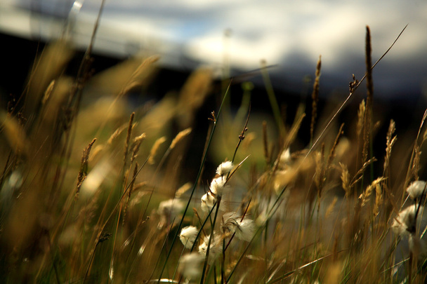 Мягкие травы
 - Фото, изображение