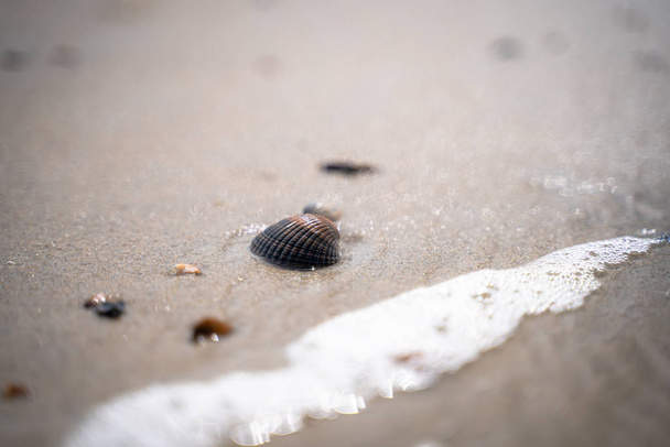 Foto estiva con conchiglie e dettagli del sole sulla spiaggia di sabbia bagnata. dettagli della spiaggia lungo la costa del Mare del Nord nei Paesi Bassi
. - Foto, immagini