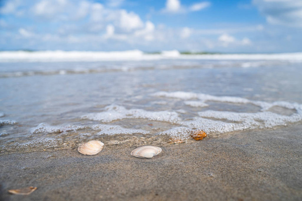 Foto veraniega con conchas y detalles de sol en la playa de arena húmeda. detalles de playa a lo largo de la costa del Mar del Norte en los Países Bajos
. - Foto, imagen