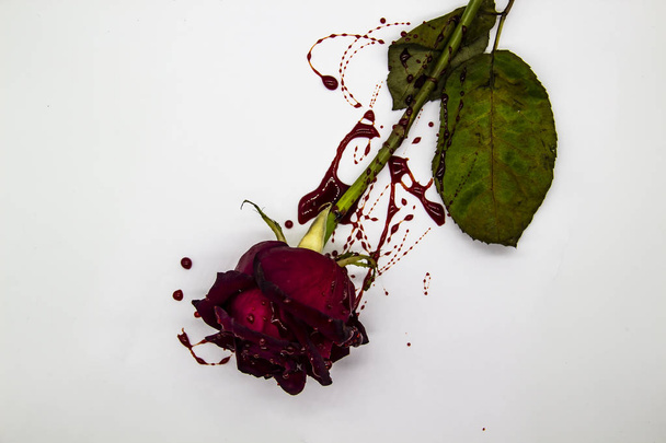 una rosa insanguinata su sfondo bianco. Una rosa della Borgogna nel sangue
 - Foto, immagini