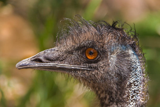 Close up of head of Emu near Mount Dandenong, Australia
. - Фото, изображение