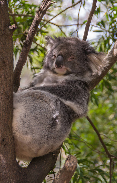 Koalabär in Melbourne, Australien. - Foto, Bild