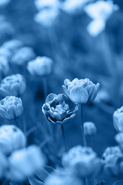 Twee tulpen leunend tegen elkaar getint in Classic Blue - kleur van het jaar 2020. Natuurlijke achtergrond met plaats voor tekst - Foto, afbeelding