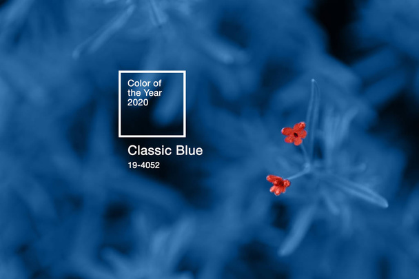 Bandiera naturale con due piccoli fiori Living Coral tonica su sfondo Classic Blue. Colore dell'anno 2020
. - Foto, immagini