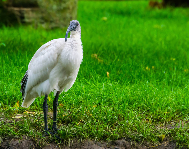 Endonezya 'dan tehdit altındaki kuş türüne yakın siyah başlı doğulu beyaz aynak portresi. - Fotoğraf, Görsel
