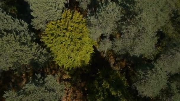 Piękny jesienny las - Materiał filmowy, wideo