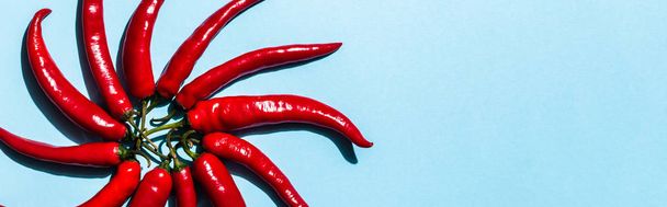 Top view of chili peppers in circle shape on blue background, panoramic shot - Fotografie, Obrázek