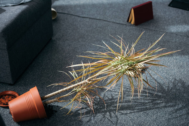 plant in flowerpot and book on floor in robbed apartment  - Photo, Image