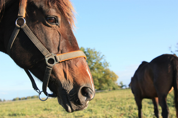caballos en el prado - Foto, Imagen