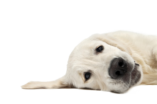 Golden purebread retriever dog - Photo, Image