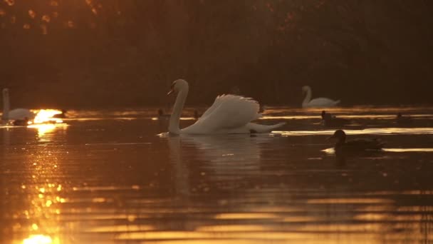 Hattyúk és kacsák a tóban - Felvétel, videó