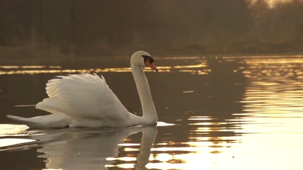 Swan swimming - Footage, Video