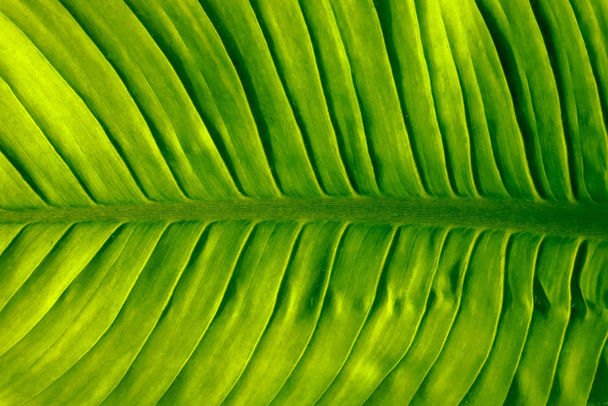 green leaves texture abstract background - Foto, Imagen