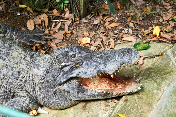 HO CHI MINH CITY, VIETNAM - NOVEMBRO 15, 2019: crocodilo siamês no Zoológico de Saigão
 - Foto, Imagem