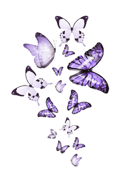 Σμήνη ιπτάμενων πεταλούδων που απομονώνονται σε λευκό - Φωτογραφία, εικόνα