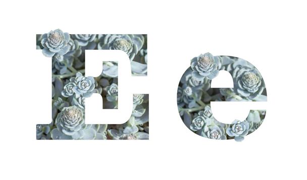 Нижняя и верхняя буквы Е изолированы на белом фоне. Английский алфавит серое серебро, украшенное фото растений изолировать
 - Фото, изображение
